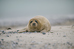 grey seal