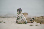 grey seal