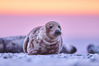 grey seal