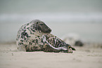 grey seal