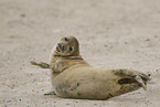grey seal