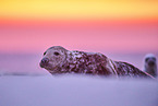 grey seal
