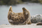 grey seal