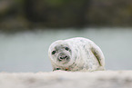 grey seal