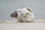 grey seal