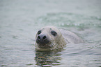 grey seal