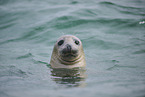 grey seal