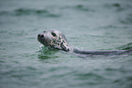grey seal
