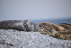 grey seal