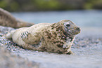 grey seal