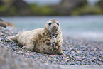 grey seal