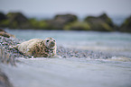 grey seal