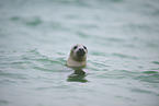 grey seal