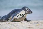 grey seal