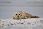 grey seal