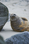 grey seal