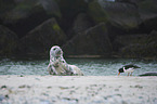 grey seal
