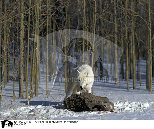 Grauwolf / Gray Wolf / PW-01180