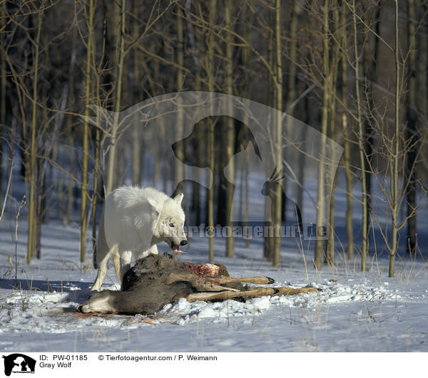 Grauwolf / Gray Wolf / PW-01185