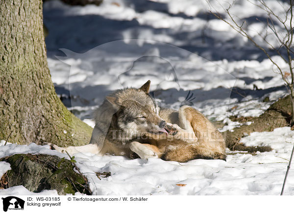 licking greywolf / WS-03185