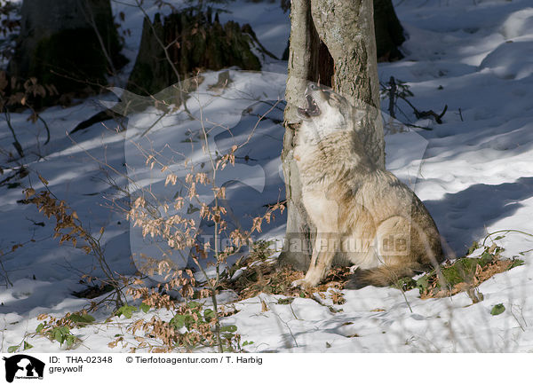 greywolf / THA-02348