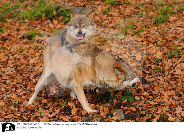 streitende Grauwlfe / arguing greywolfs / DMS-01413