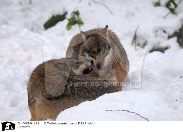 Grauwlfe / greywolfs / DMS-01489