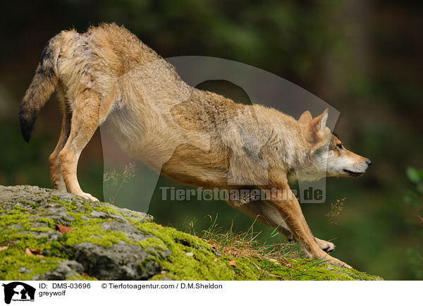 Grauwolf / greywolf / DMS-03696