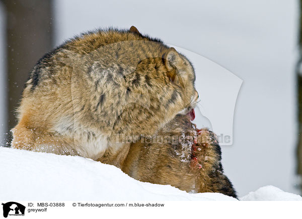 Grauwolf / greywolf / MBS-03888