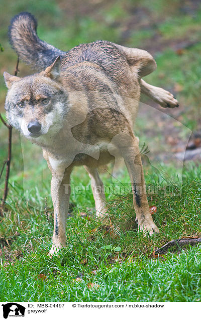 greywolf / MBS-04497