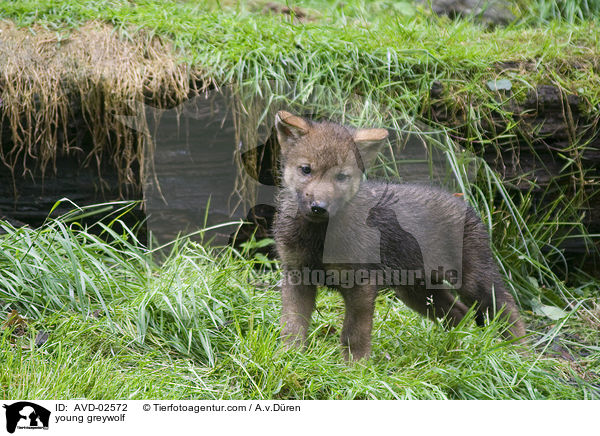 young greywolf / AVD-02572