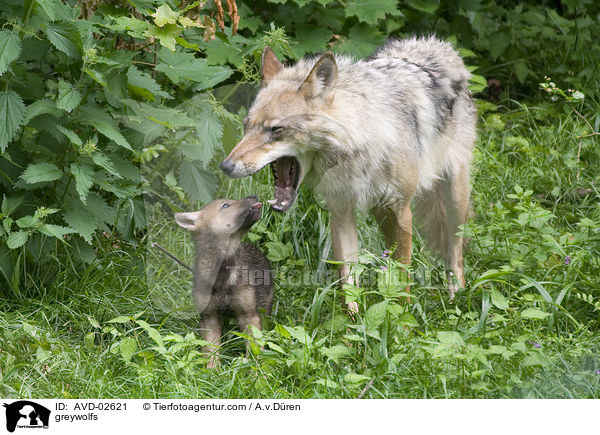 Grauwlfe / greywolfs / AVD-02621