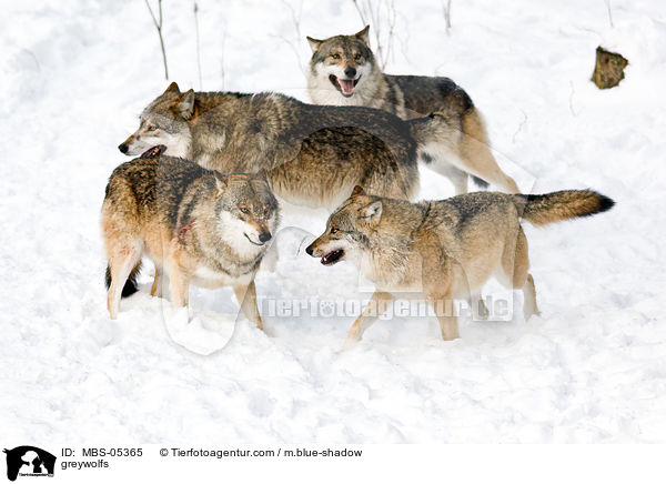 greywolfs / MBS-05365