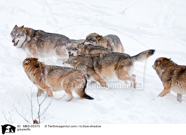 Grauwlfe / greywolfs / MBS-05375