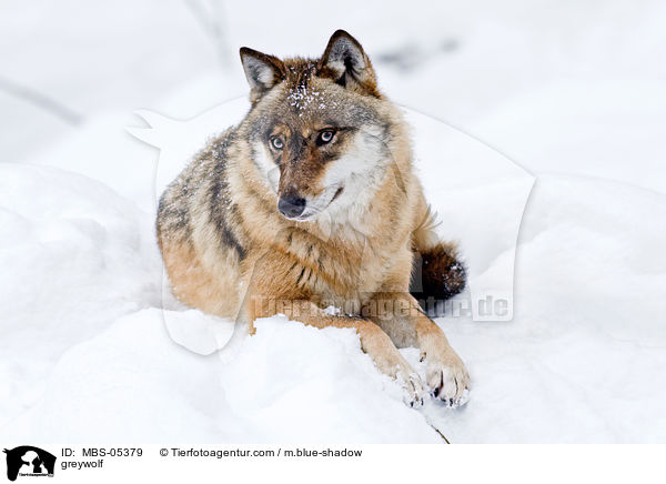 greywolf / MBS-05379