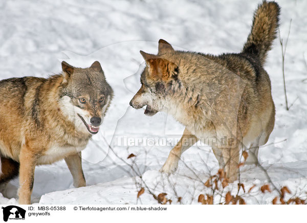 Grauwlfe / greywolfs / MBS-05388