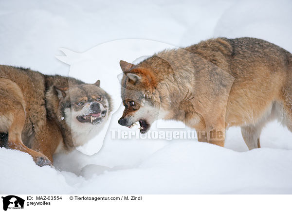 Grauwlfe / greywolfes / MAZ-03554