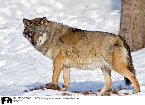 greywolf / MBS-07265