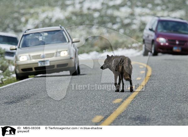Grauwolf / greywolf / MBS-08308