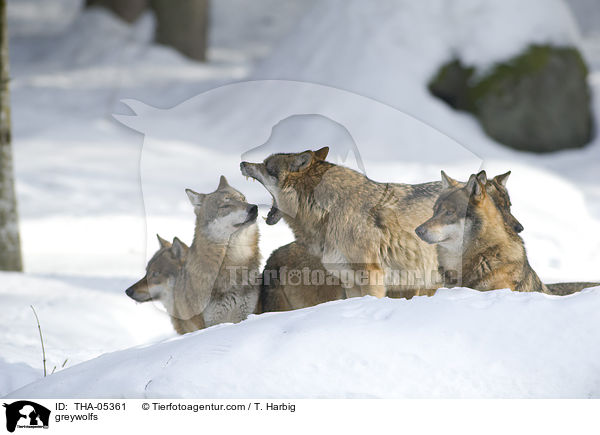 Grauwlfe / greywolfs / THA-05361