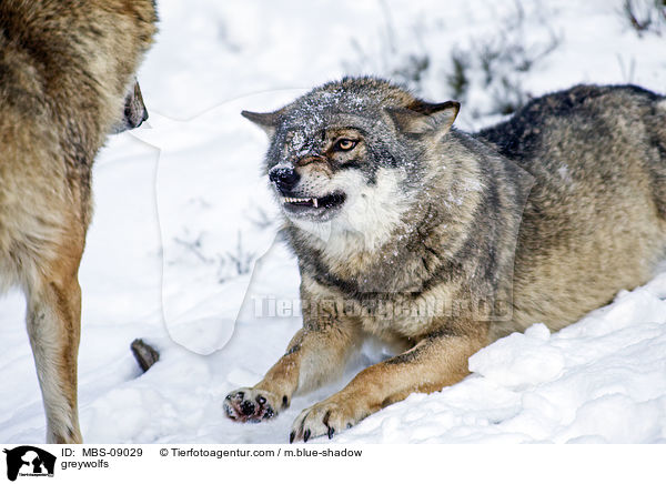 Grauwlfe / greywolfs / MBS-09029