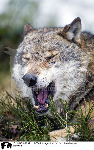 Grauwolf / greywolf / MBS-09039