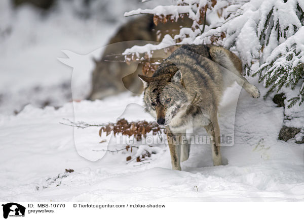 Grauwlfe / greywolves / MBS-10770