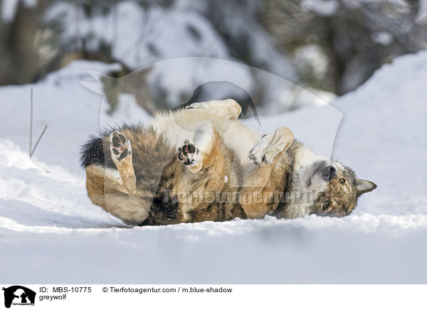 Grauwolf / greywolf / MBS-10775