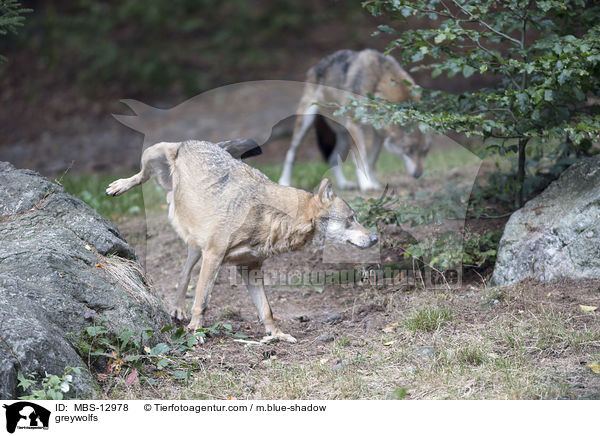 Grauwlfe / greywolfs / MBS-12978