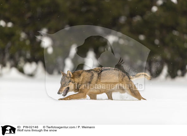 Wolf runs through the snow / PW-02146