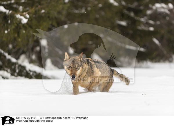 Wolf runs through the snow / PW-02149