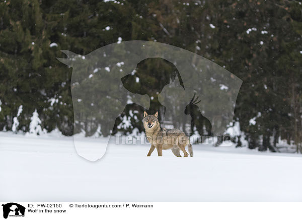 Wolf in the snow / PW-02150