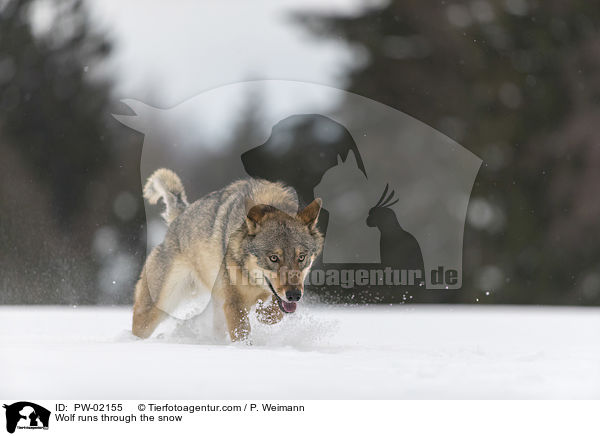 Wolf runs through the snow / PW-02155