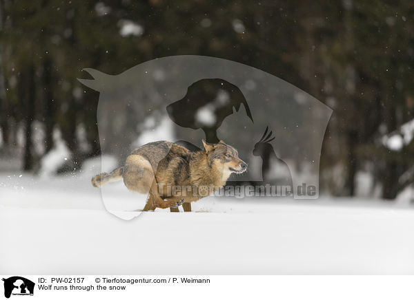 Wolf runs through the snow / PW-02157